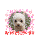 モカちゃん日記その6（個別スタンプ：11）