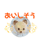 モカちゃん日記その6（個別スタンプ：25）