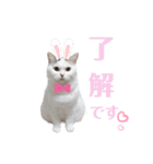 『ななこ』5 よく使うあいさつ・返事（個別スタンプ：1）