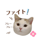 『ななこ』5 よく使うあいさつ・返事（個別スタンプ：3）
