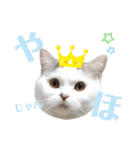 『ななこ』5 よく使うあいさつ・返事（個別スタンプ：10）