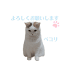 『ななこ』5 よく使うあいさつ・返事（個別スタンプ：12）