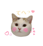 『ななこ』5 よく使うあいさつ・返事（個別スタンプ：13）