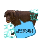 兄弟（こた＆でん）（個別スタンプ：8）
