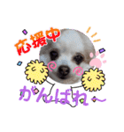 カルアとショコラ2（個別スタンプ：16）