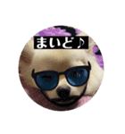 チワワの甘え上手なアゲハ嬢♡❷（個別スタンプ：1）