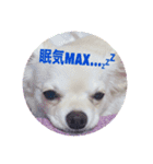 チワワの甘え上手なアゲハ嬢♡❷（個別スタンプ：2）