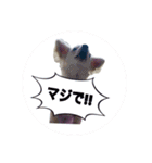 チワワの甘え上手なアゲハ嬢♡❷（個別スタンプ：3）