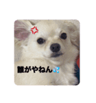 チワワの甘え上手なアゲハ嬢♡❷（個別スタンプ：4）