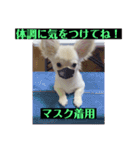 チワワの甘え上手なアゲハ嬢♡❷（個別スタンプ：5）