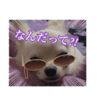 チワワの甘え上手なアゲハ嬢♡❷（個別スタンプ：6）