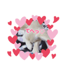 チワワの甘え上手なアゲハ嬢♡❷（個別スタンプ：9）