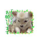 チワワの甘え上手なアゲハ嬢♡❷（個別スタンプ：12）