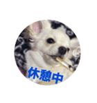 チワワの甘え上手なアゲハ嬢♡❷（個別スタンプ：13）