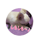 チワワの甘え上手なアゲハ嬢♡❷（個別スタンプ：14）