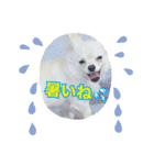 チワワの甘え上手なアゲハ嬢♡❷（個別スタンプ：16）