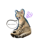 猫4匹スタンプ（個別スタンプ：1）