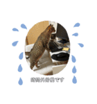 猫4匹スタンプ（個別スタンプ：5）