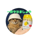 猫4匹スタンプ（個別スタンプ：7）