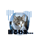 猫4匹スタンプ（個別スタンプ：8）