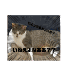 猫4匹スタンプ（個別スタンプ：9）