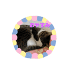 猫4匹スタンプ（個別スタンプ：15）