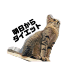 猫4匹スタンプ（個別スタンプ：18）