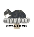猫4匹スタンプ（個別スタンプ：19）