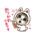 猫4匹スタンプ（個別スタンプ：24）
