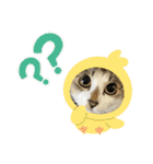 猫4匹スタンプ（個別スタンプ：25）