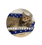 猫4匹スタンプ（個別スタンプ：26）