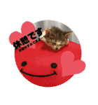 猫4匹スタンプ（個別スタンプ：28）