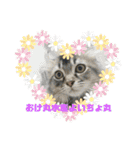 猫4匹スタンプ（個別スタンプ：29）