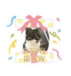 猫4匹スタンプ（個別スタンプ：34）