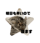 猫4匹スタンプ（個別スタンプ：35）