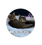 猫4匹スタンプ（個別スタンプ：38）