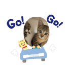 猫4匹スタンプ（個別スタンプ：40）