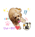 こはくのこはっとすたんぷ3（個別スタンプ：1）