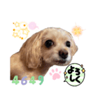 こはくのこはっとすたんぷ3（個別スタンプ：2）