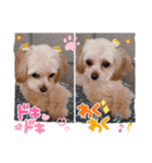 こはくのこはっとすたんぷ3（個別スタンプ：5）
