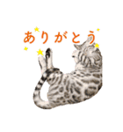 ベンガル猫のルルとロロ（個別スタンプ：1）