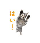 ベンガル猫のルルとロロ（個別スタンプ：3）