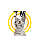 ベンガル猫のルルとロロ（個別スタンプ：4）
