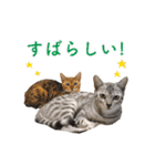 ベンガル猫のルルとロロ（個別スタンプ：5）