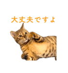 ベンガル猫のルルとロロ（個別スタンプ：6）