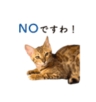 ベンガル猫のルルとロロ（個別スタンプ：7）
