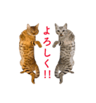 ベンガル猫のルルとロロ（個別スタンプ：8）