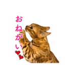 ベンガル猫のルルとロロ（個別スタンプ：9）