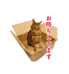 ベンガル猫のルルとロロ（個別スタンプ：10）