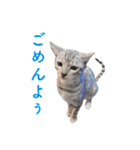 ベンガル猫のルルとロロ（個別スタンプ：11）